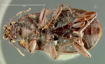 Media type: image;   Entomology 33030 Aspect: habitus ventral view